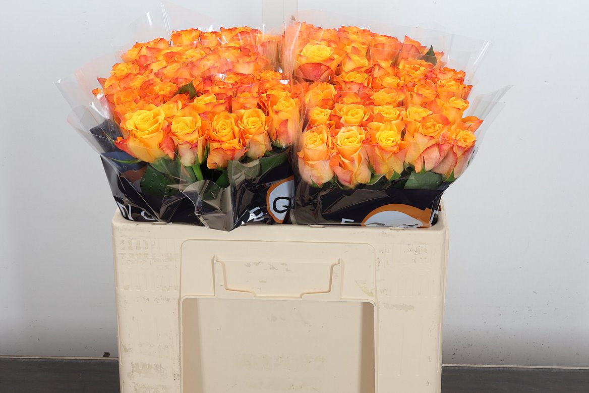 Rosa Marie-claire! 50cm