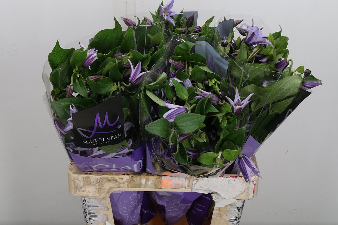 Clematis Star River 60cm