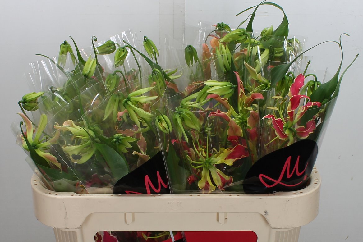 Gloriosa Fifty Shades 70cm
