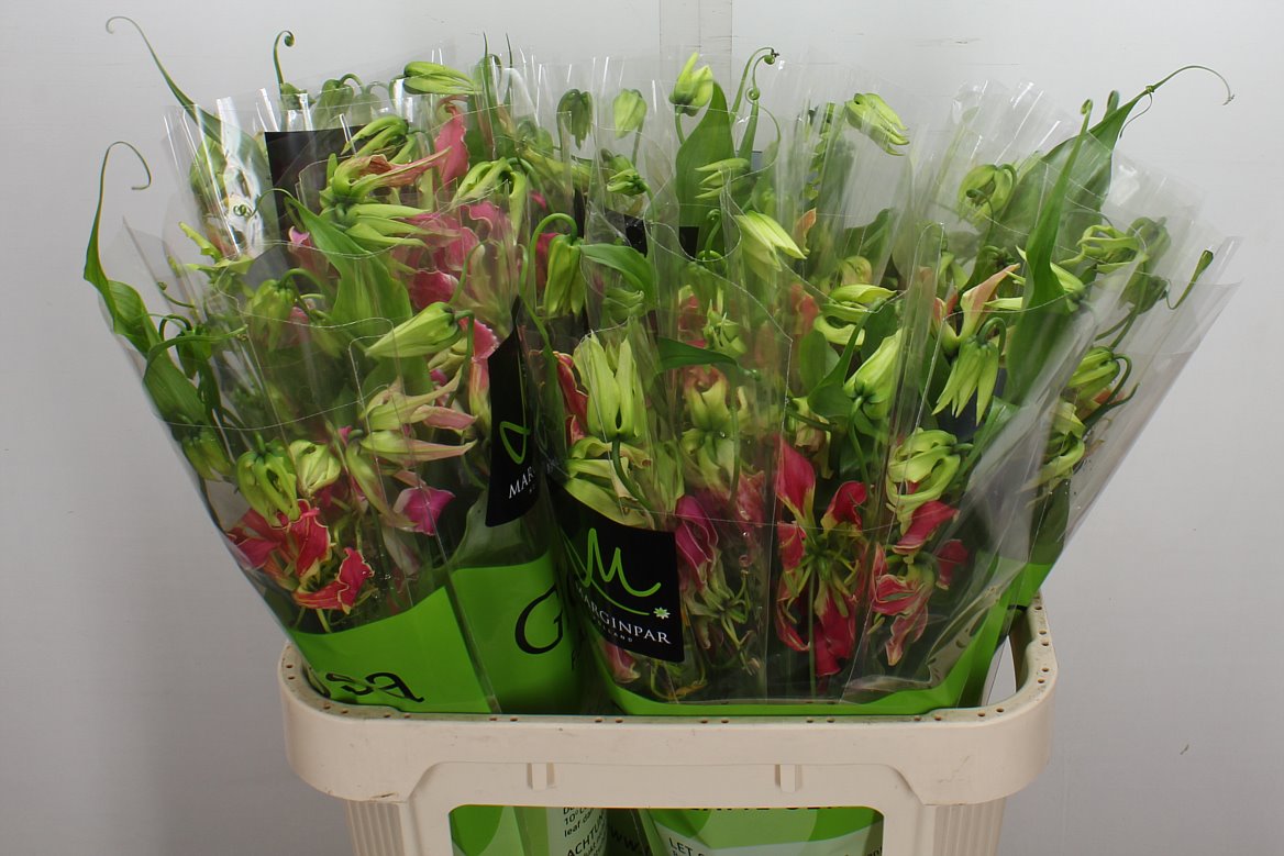 Gloriosa Fifty Shades 80cm