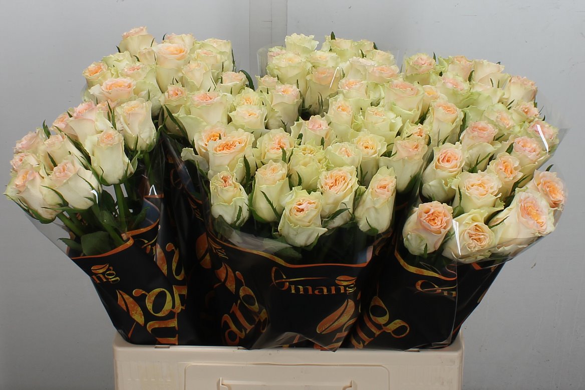 Rosa Brinessa 60cm