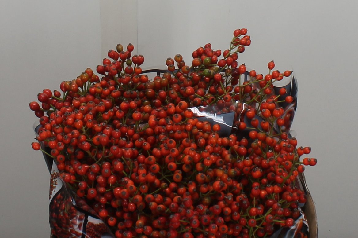 Rosa Autumn Rosefruits 40cm