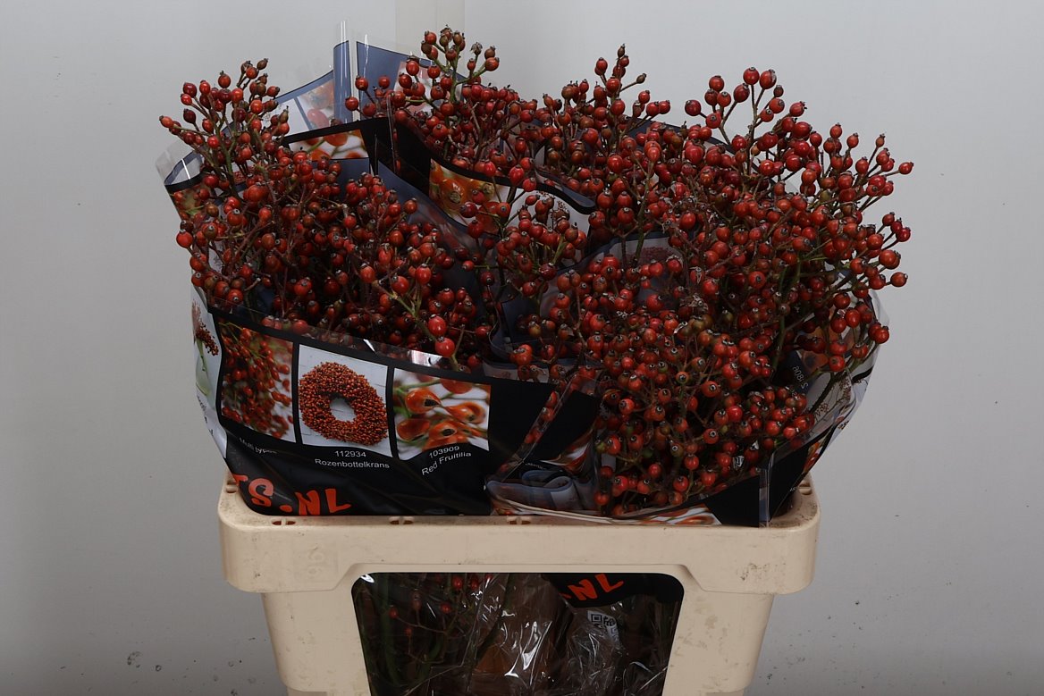 Rosa Autumn Rosefruits 55cm