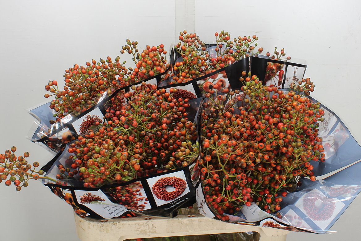 Rosa Autumn Rosefruits 80cm