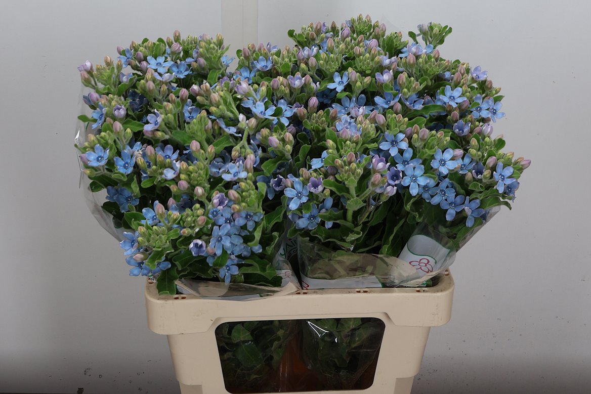 Oxypetalum Tanioka Pure Blue 60cm