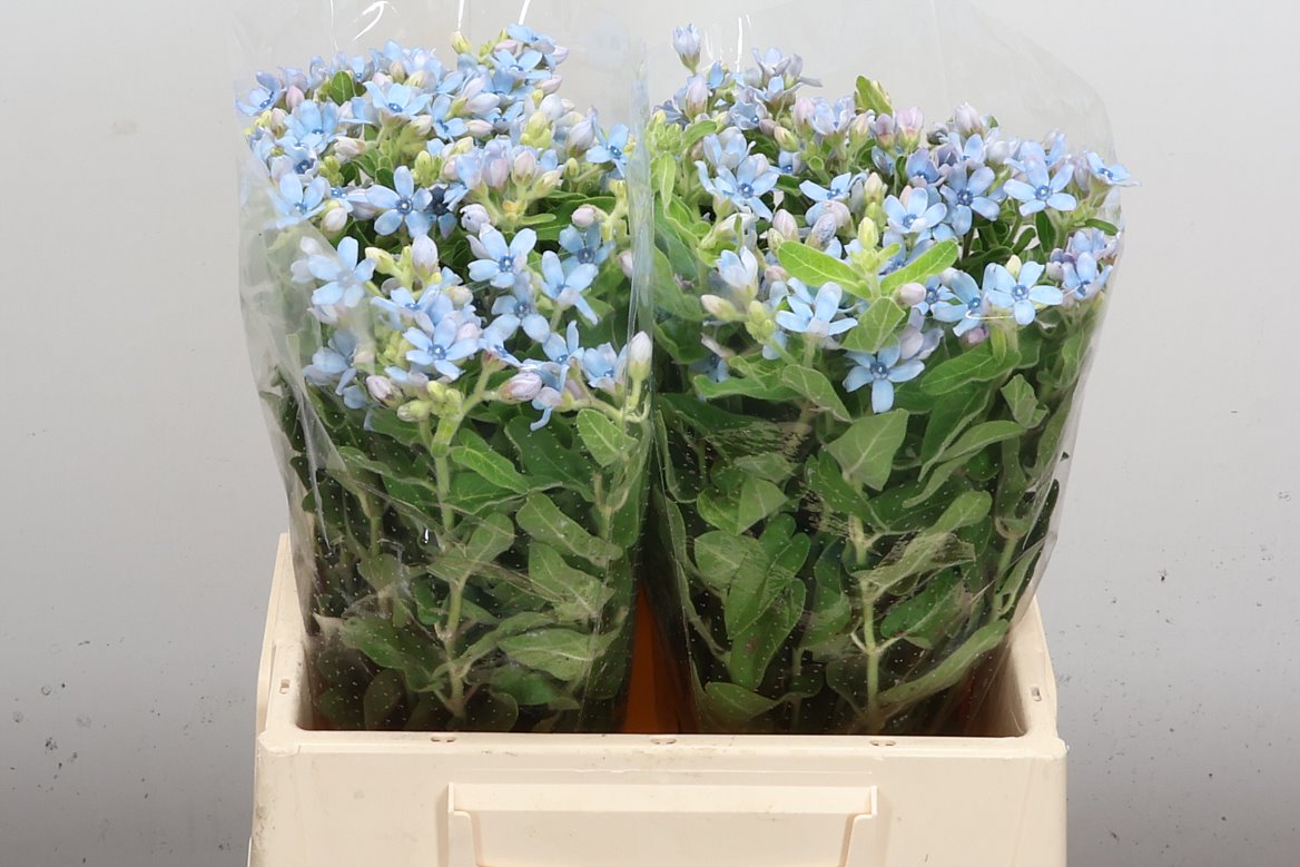 Oxypetalum Tanioka Pure Blue 40cm
