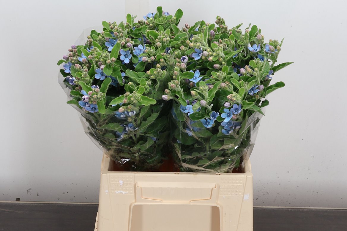 Oxypetalum Tanioka Pure Blue 45cm
