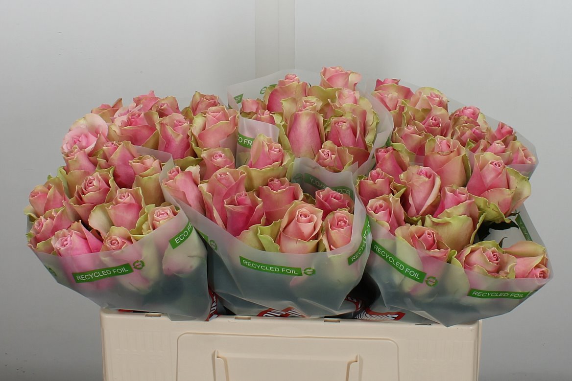 Rosa Belle Rose 50cm
