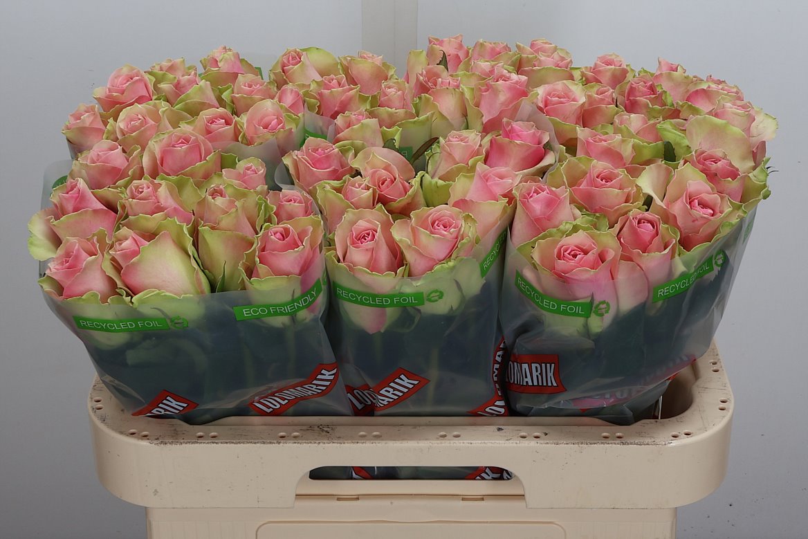 Rosa Belle Rose 60cm