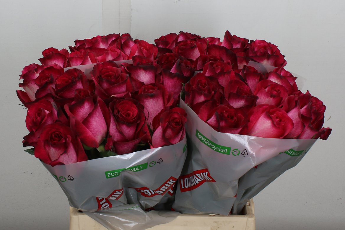 Rosa Nicoletta 40cm