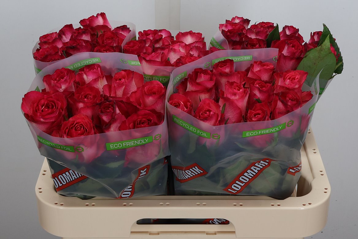 Rosa Nicoletta 60cm
