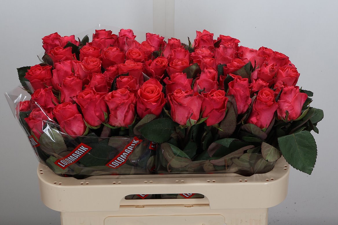 Rosa Pink Tacazzi+ 60cm
