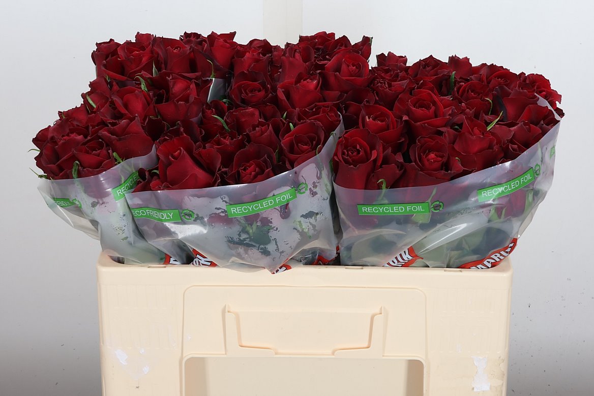 Rosa Ever Red 50cm