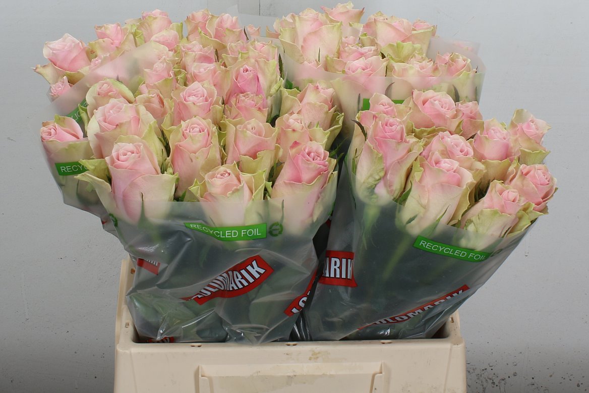 Rosa Pink Athena 40cm