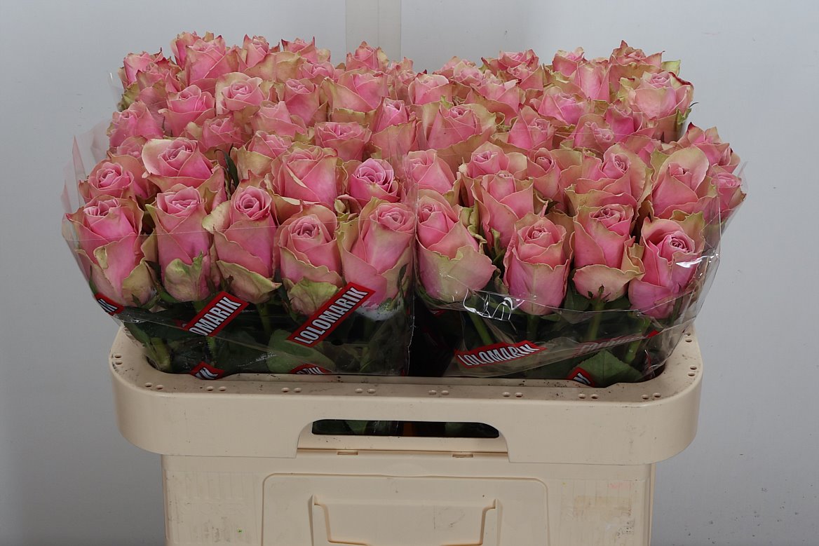 Rosa Athena Royale 60cm