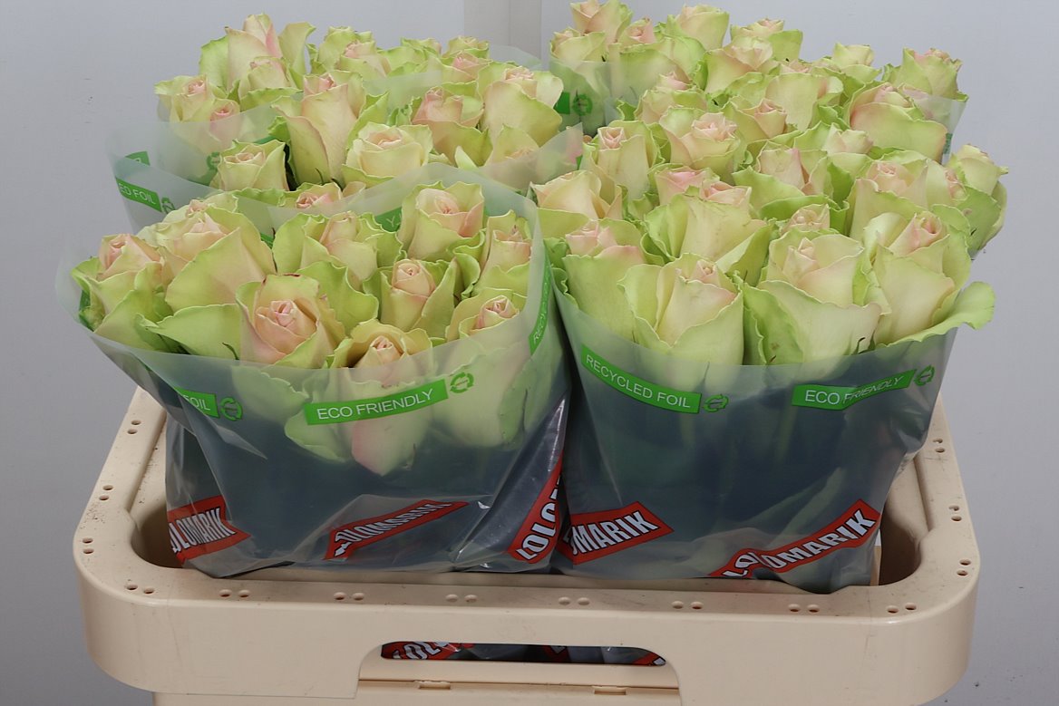 Rosa Sweetheart La Belle 60cm