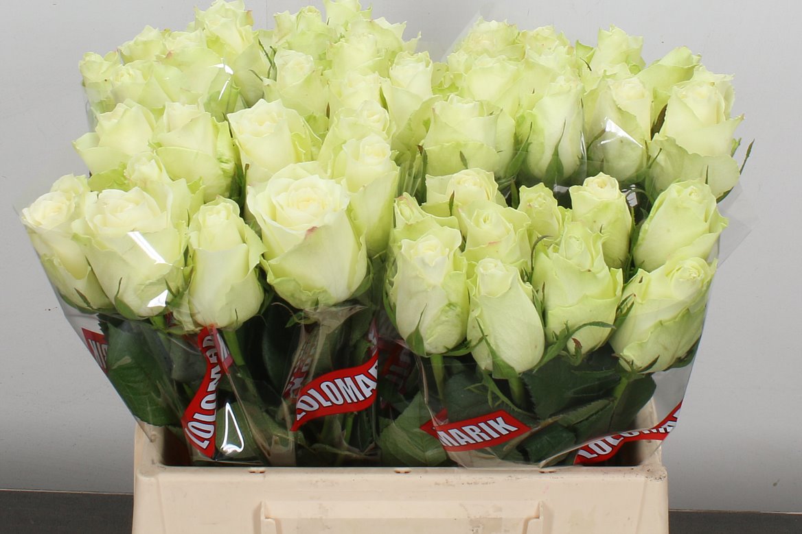 Rosa Athena 40cm