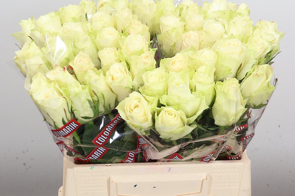 Rosa Athena 40cm