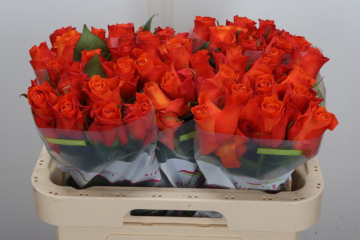 Rosa Orange Wave 60cm
