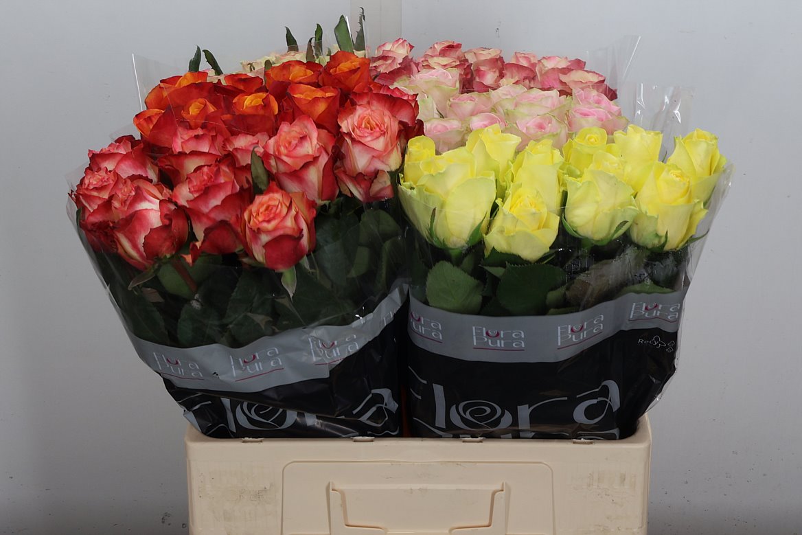 Rosa Mixed 60cm