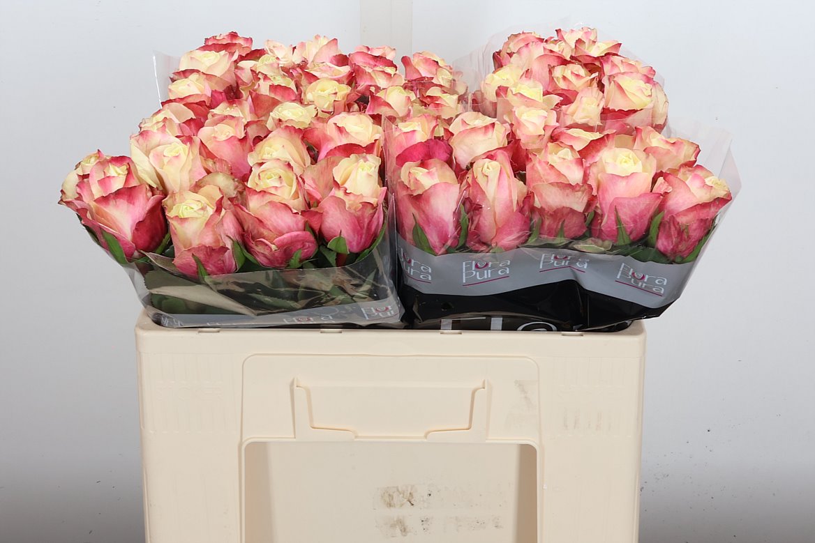 Rosa Marosa 50cm