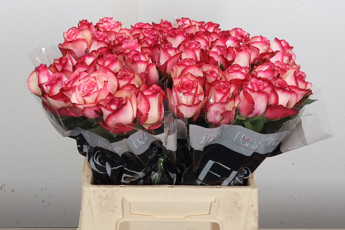Rosa Paloma 40cm