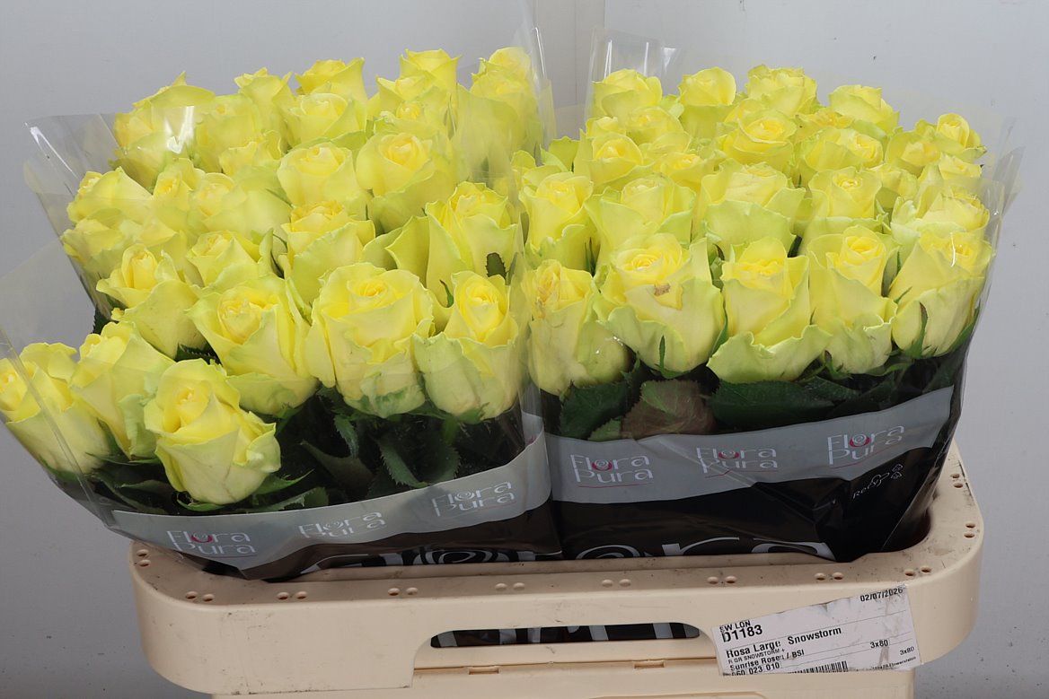 Rosa Minion Rose 60cm