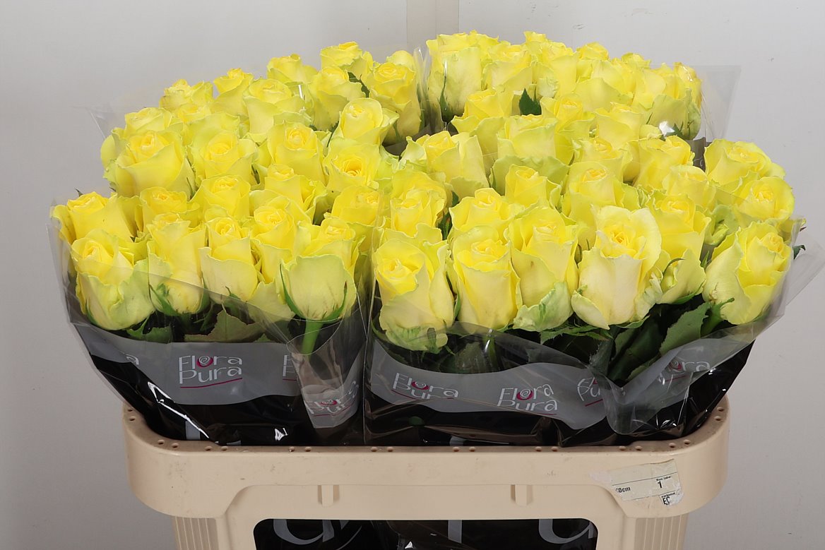 Rosa Minion Rose 70cm