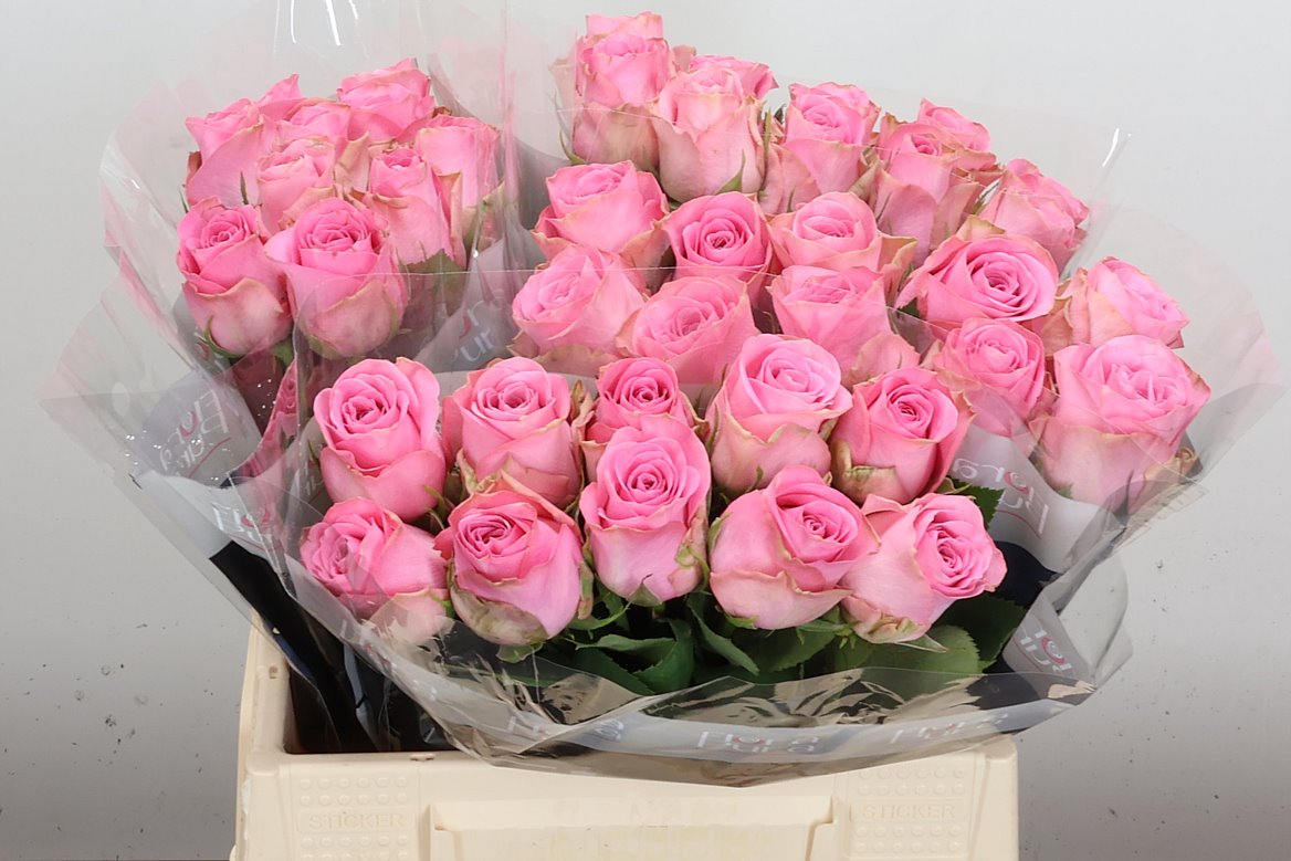 Rosa Renaissance 40cm