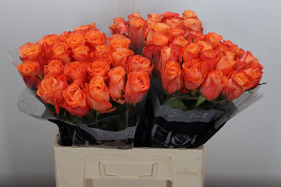 Rosa Satsuma 60cm