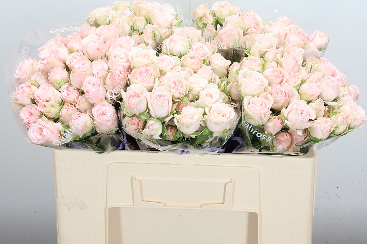 Rosa Spray Bombastic 50cm 4+
