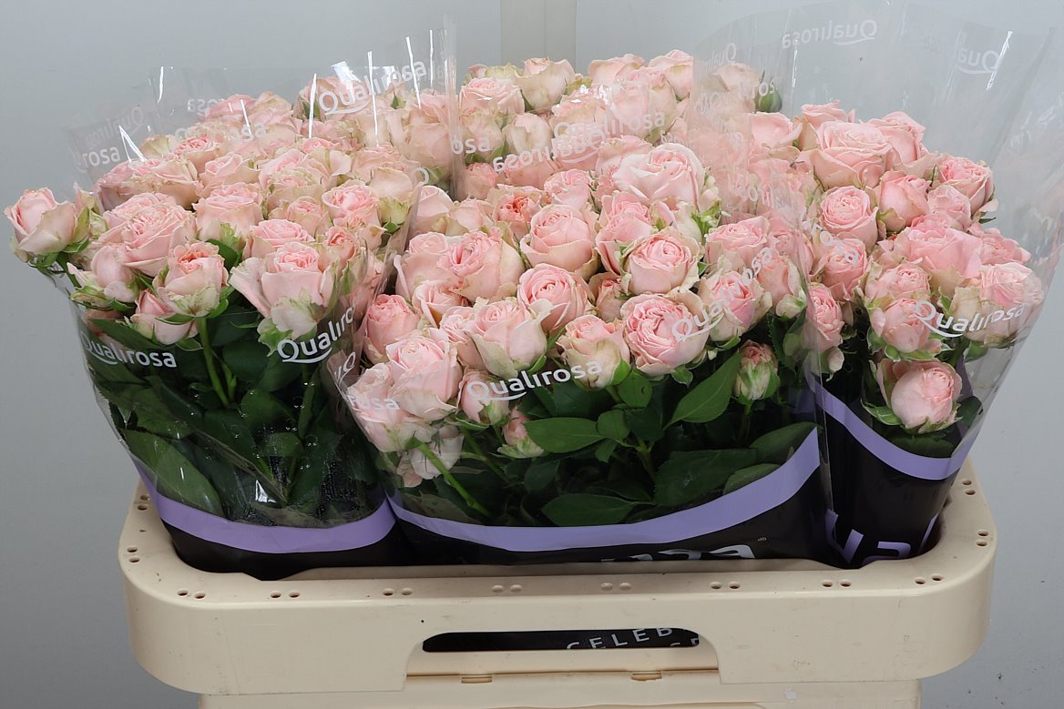 Rosa Spray Bombastic 60cm 4+