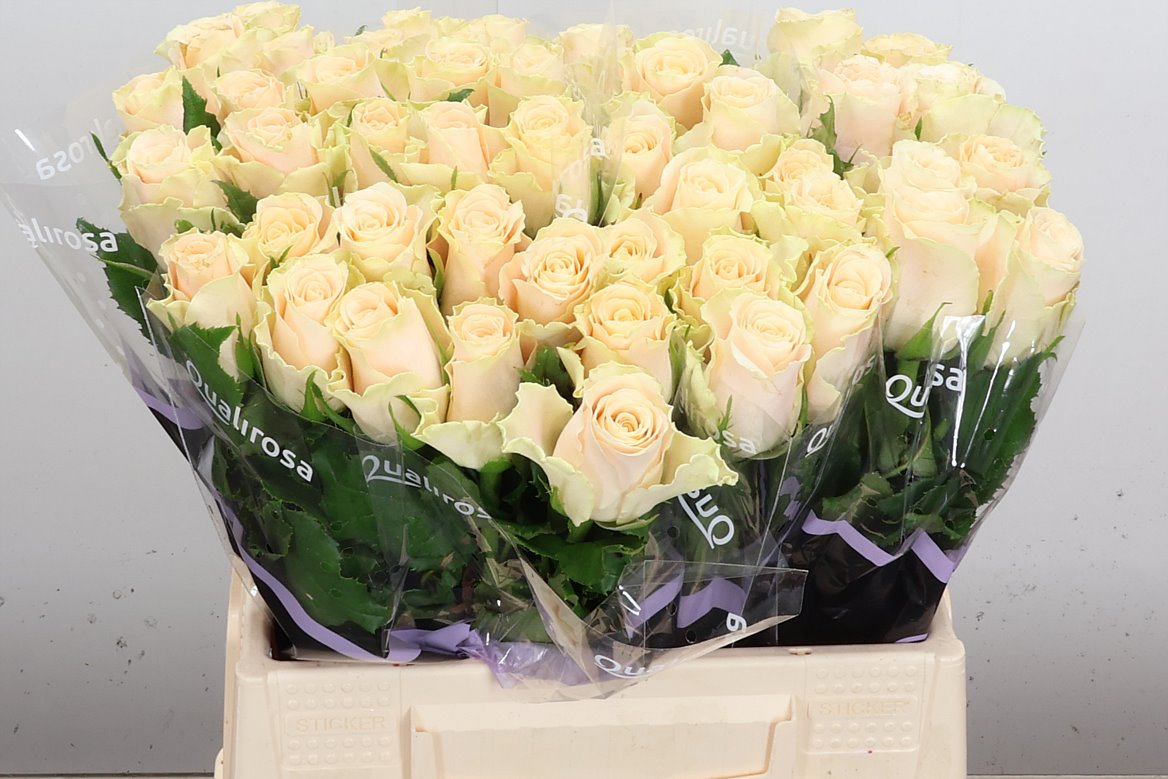 Rosa Charmant 40cm