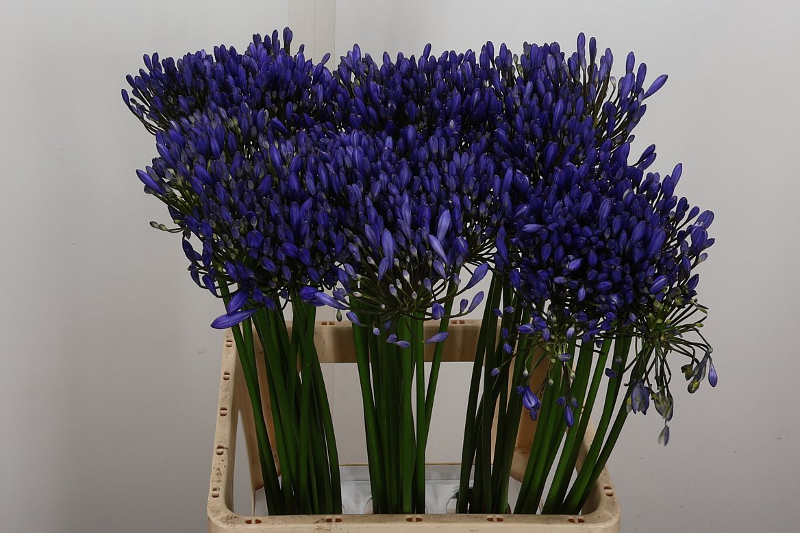 Agapanthus Uri 70cm