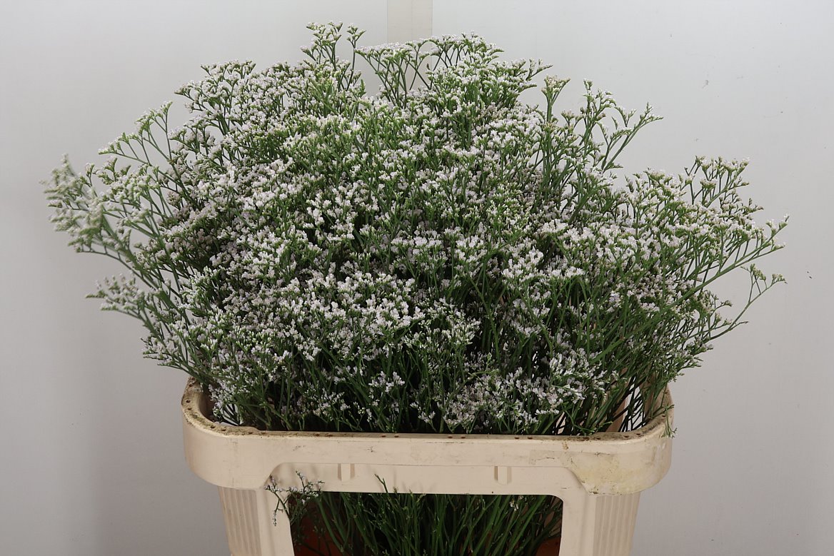Limonium Caspium White Neto 80cm 45gr.