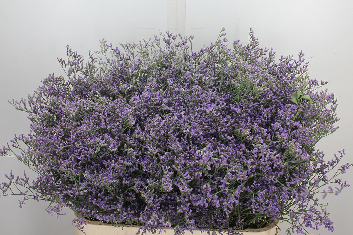 Limonium Maine Blue 80cm 40gr.