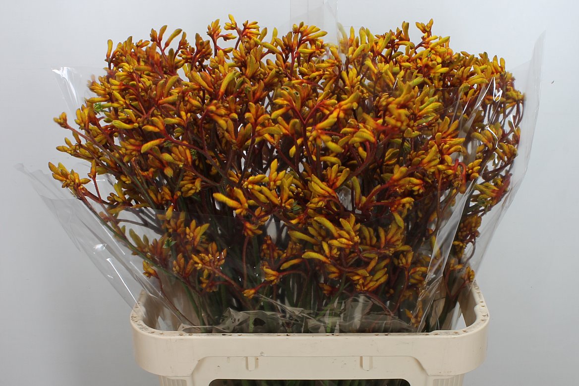Anigozanthos Gold Fever 80cm