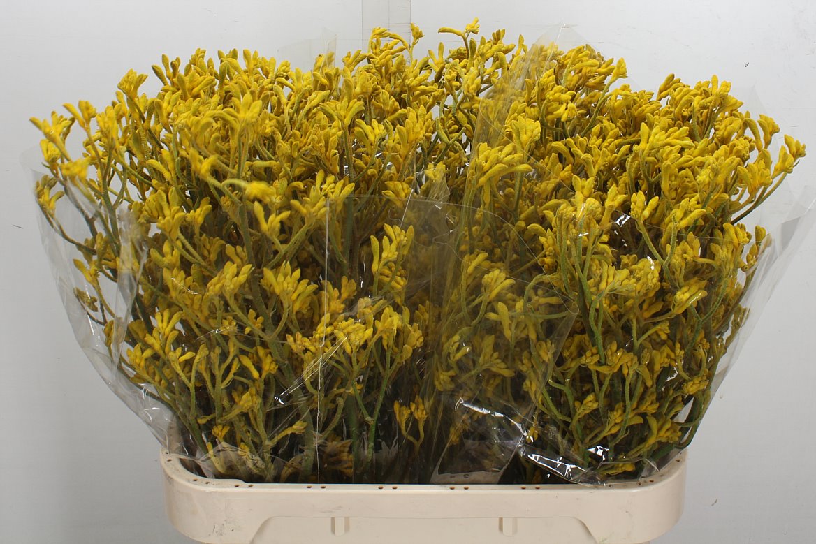 Anigozanthos Flavidus Imani Yellow 80cm