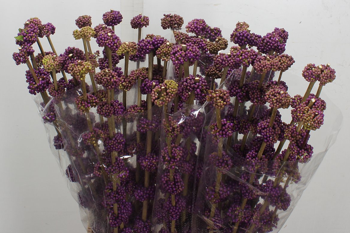 Callicarpa Bodinieri Giraldii 80cm