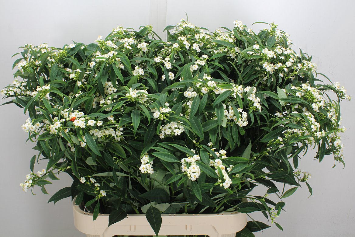 Euphorbia Fulgens Spray Quicksilver 80cm 15cm Hd