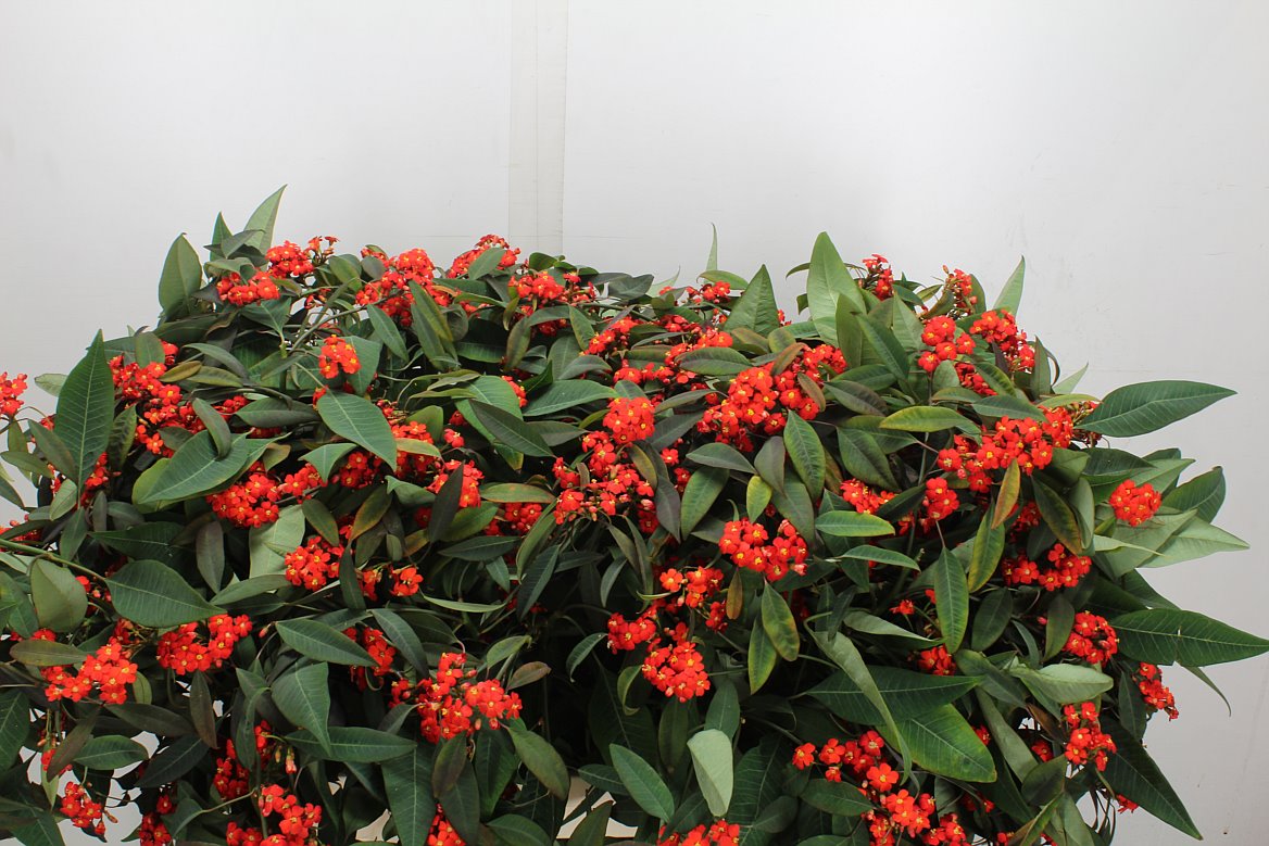 Euphorbia Fulgens Spray Red Surprise 80cm 15cm Hd