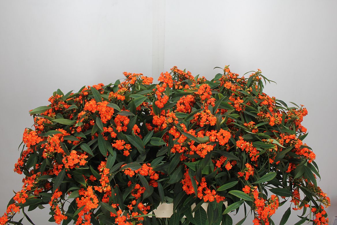 Euphorbia Spr Queen Of Orange 80cm