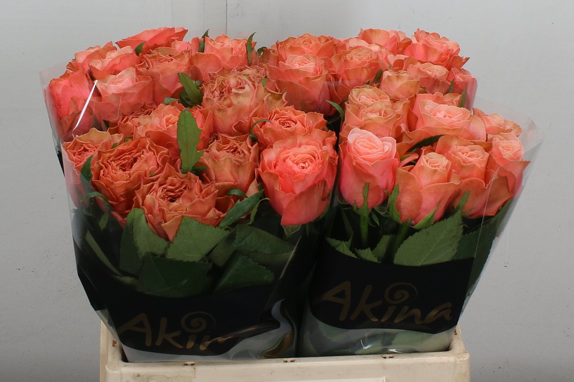 Rosa Kahala Bb 40cm