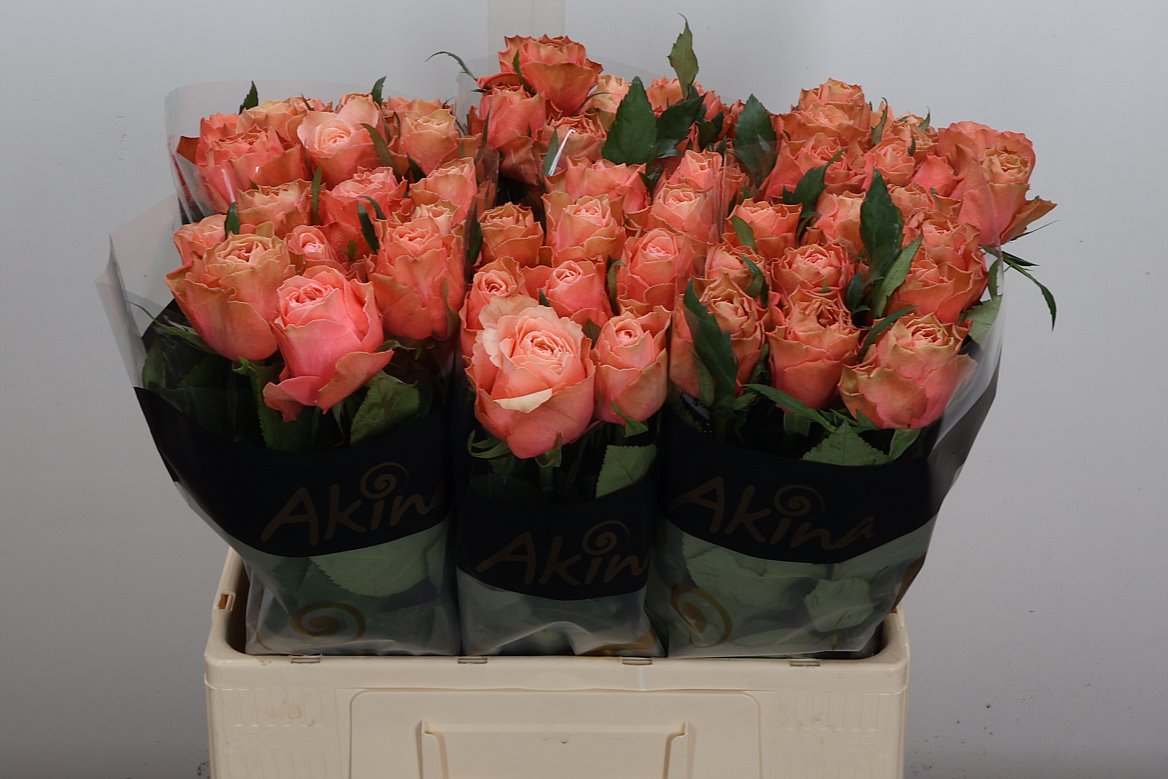 Rosa Kahala Bb 60cm