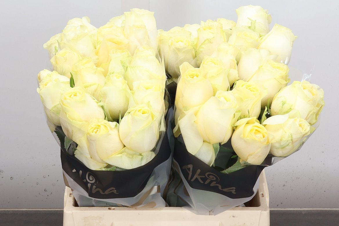 Rosa Buttercup 40cm