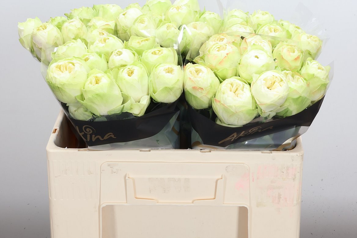 Rosa White Kahala-Bb 50cm