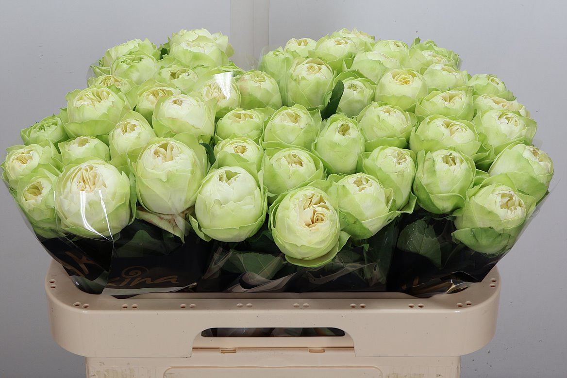 Rosa White Kahala-Bb 60cm