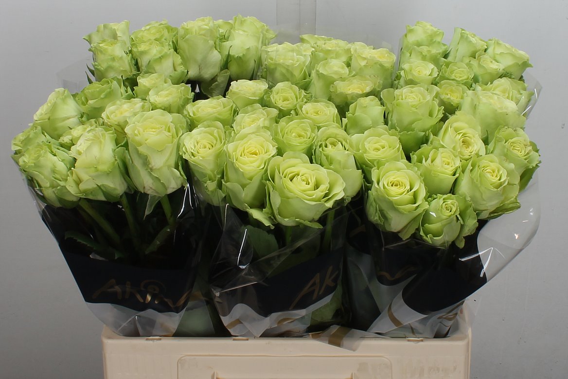 Rosa Green Generation 60cm