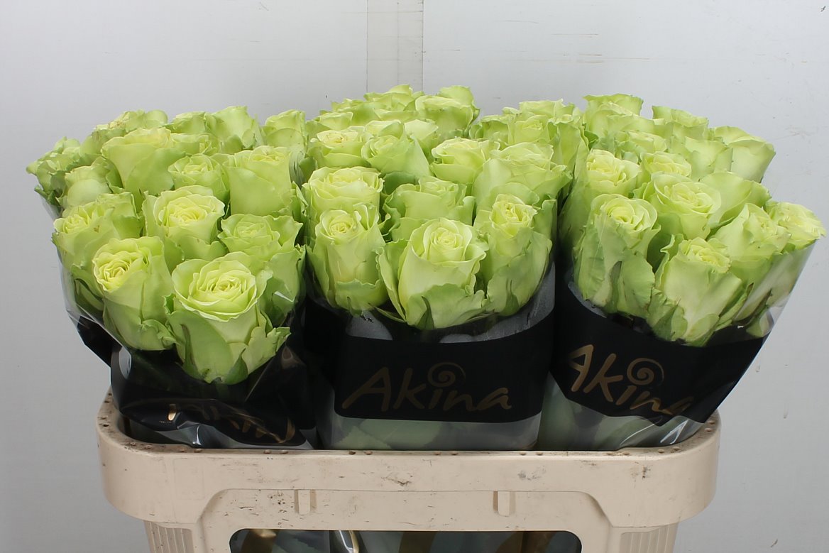 Rosa Green Generation 70cm