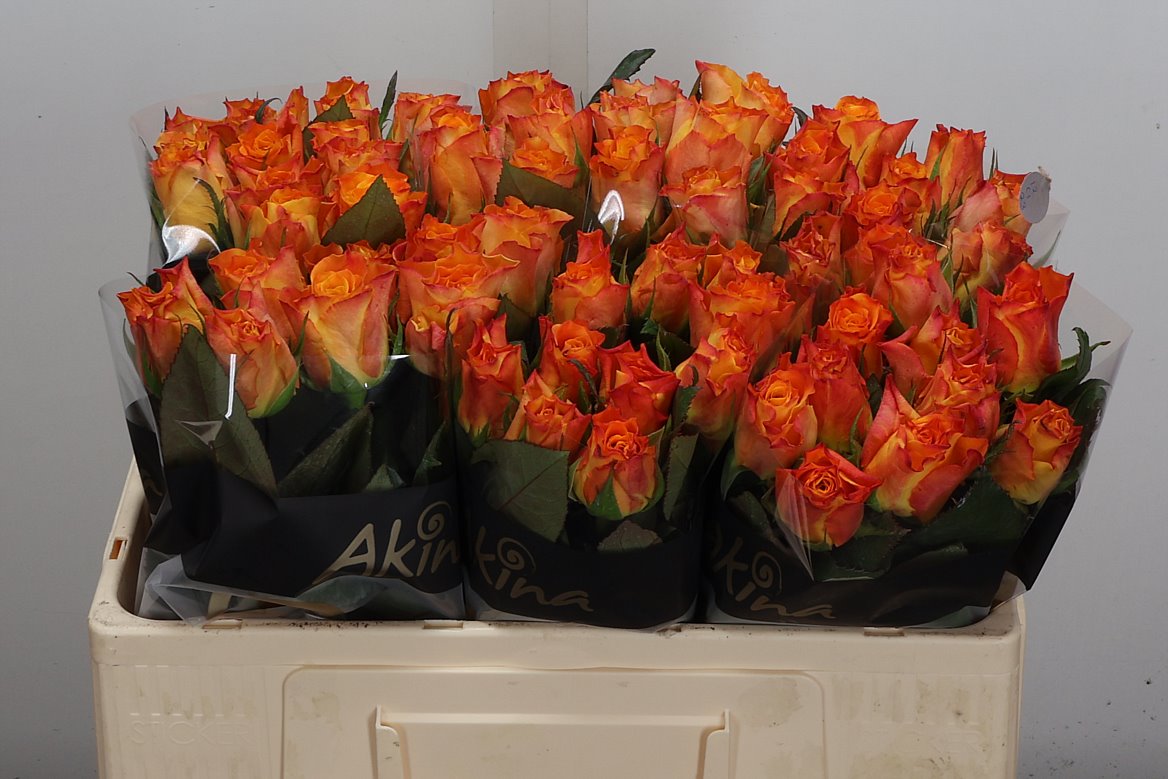 Rosa Marie-claire! 50cm